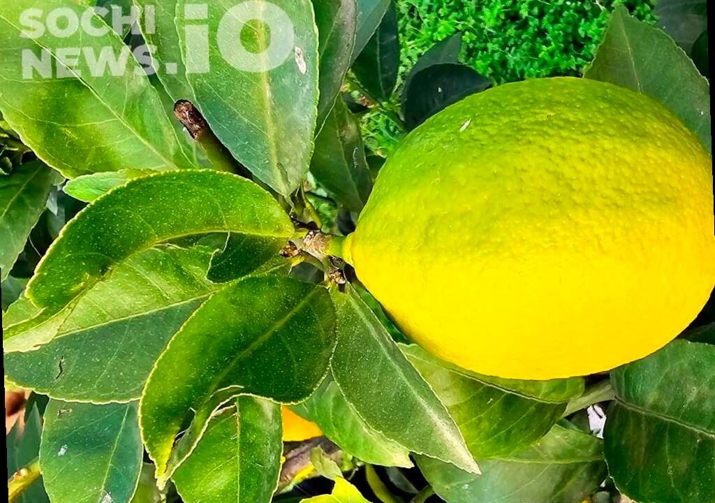 В Сочи обнаружена крупная вспышка средиземноморской плодовой мухи