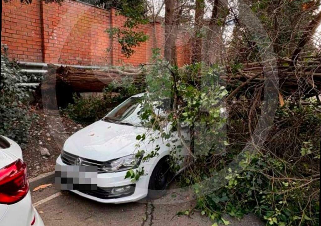 Кипарис упал на автомобиль в Сочи