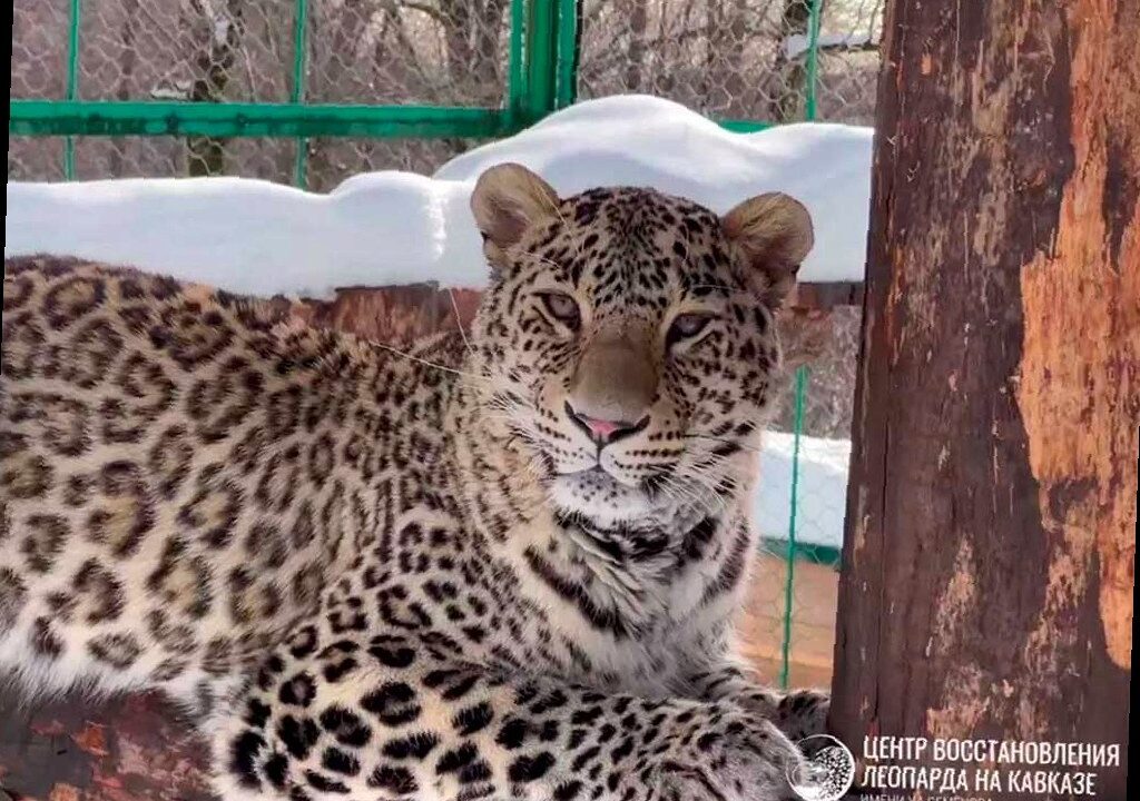 Сочинский центр восстановления леопарда станет отдельным федеральным у