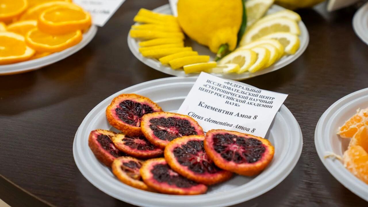 В Сочи учёные представили новые сорта и гибриды цитрусовых культур